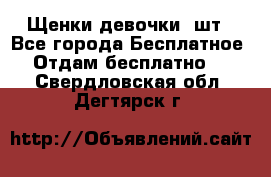 Щенки девочки 4шт - Все города Бесплатное » Отдам бесплатно   . Свердловская обл.,Дегтярск г.